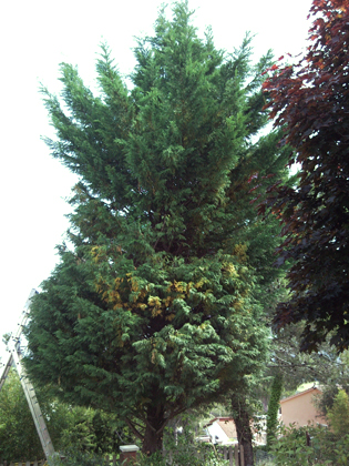Poda de altura